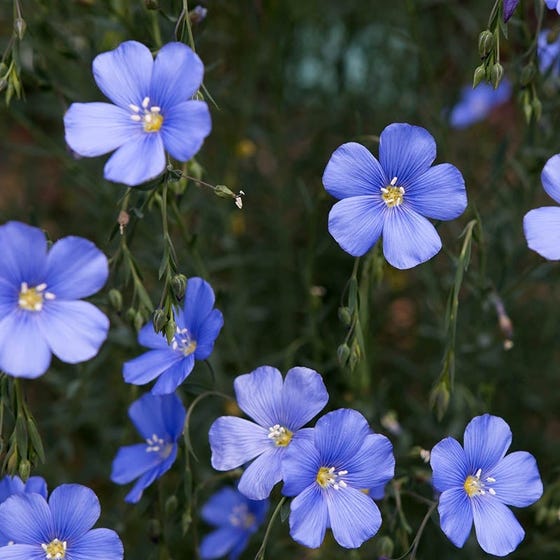 50 Wild Blue Indigo Flower Seeds – New Hill Farms